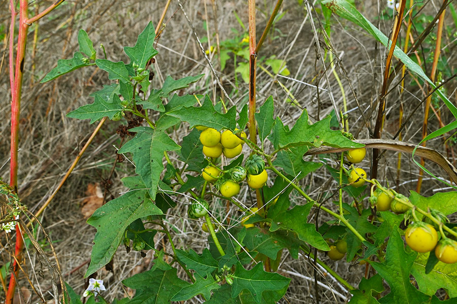 Solanum infestante a morimondo MI